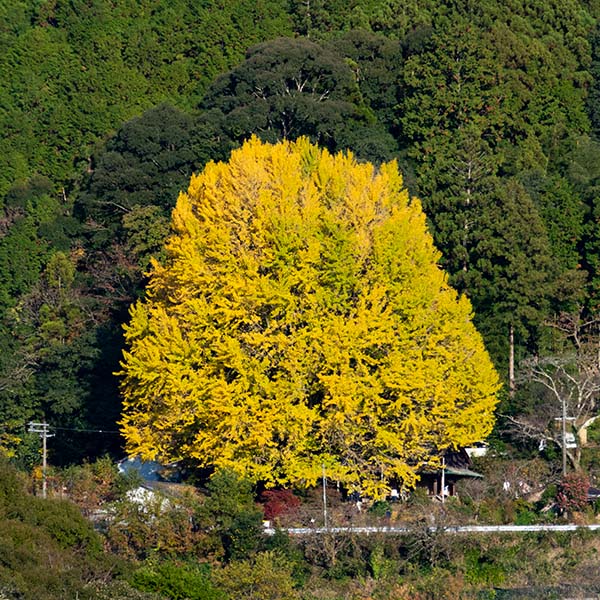 中辺路映えスポット